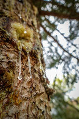 Obraz premium Harztropfen