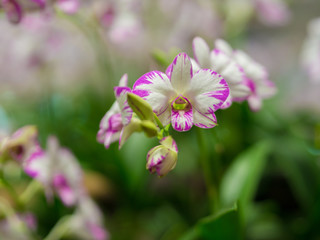 Closeup of Dendrobium Orchid Flower