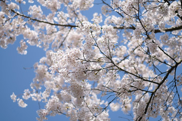 Flowering tree branches against the blue sky