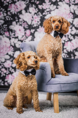 portrait of two brothers poodle