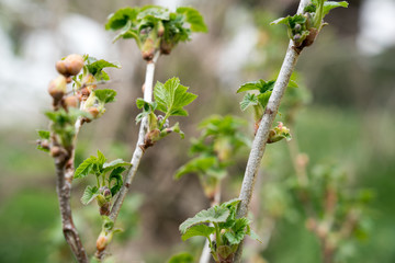Blumen Frühling