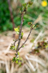 Blumen Fr&uuml;hling