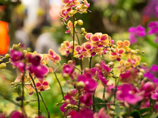 Closeup of  Mini Phalaenopsis Orchid Flower