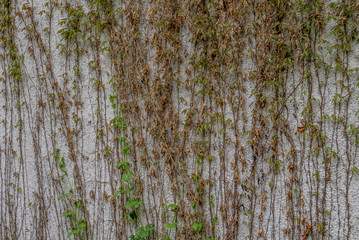 Obraz premium Efeu an Hauswand