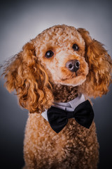 portrait of brown little poodle