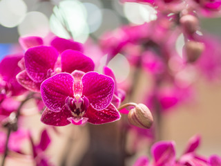 Fototapeta na wymiar Closeup of Mini Phalaenopsis Orchid Flower
