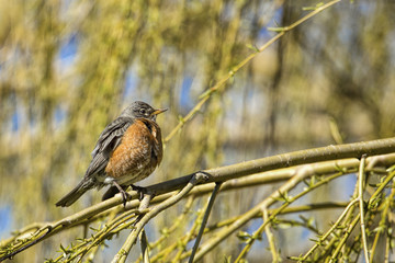 Robin perched on branch.