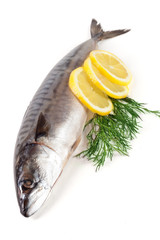 One fresh mackerel isolated on white background