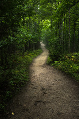 Pathway winding through green forest