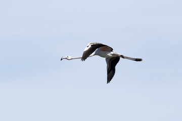 Flamenco volando en cielo azul