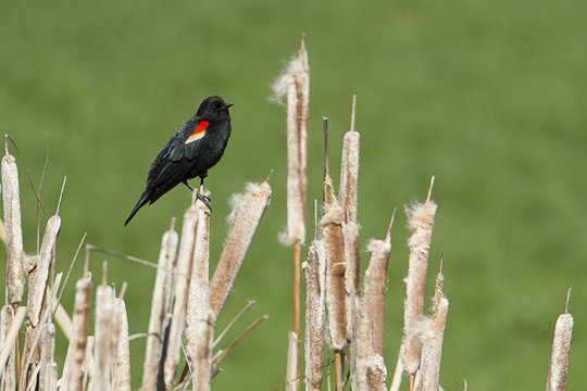 Small red winged black bird.