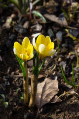 Crocus printannier jaune vernus