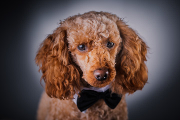 portrait of brown little poodle