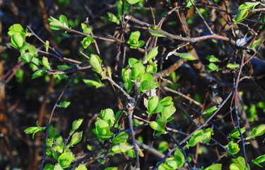 Kidneys on the bushes blossomed. The leaves of the bushes began to grow first. The resort area of Nalchik.
