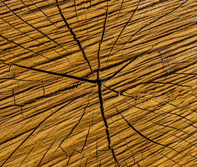 Photo of a brown texture of a cross section of tree