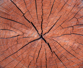 Photo of a brown texture of a cross section of tree