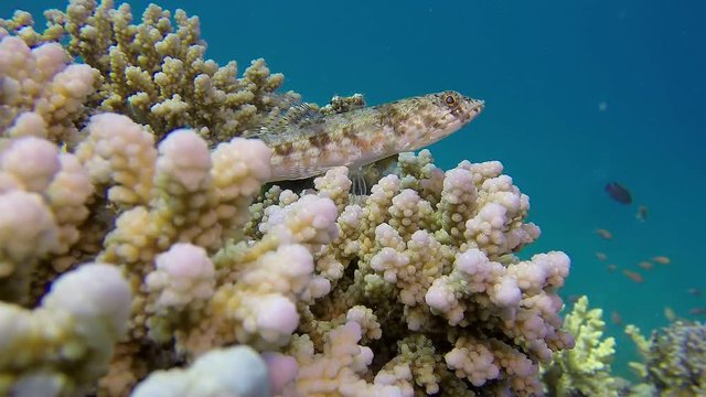 Lizardfish and Colorful Coral. Picture lizardfish (synodus variegatus) and colorful coral  in the tropical reef of the Red Sea, Dahab, Egypt.