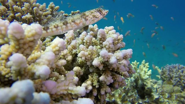 Lizardfish and Colorful Coral. Picture lizardfish (synodus variegatus) and colorful coral  in the tropical reef of the Red Sea, Dahab, Egypt.