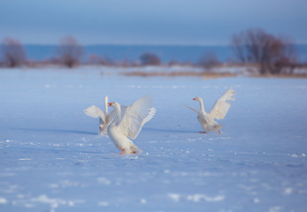 Three white goose run through the snow with their wings open © ashva