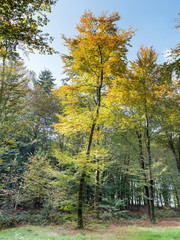 Young beech tree in fall colors