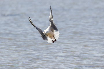 Gaviota picofina curioseando sobre el mar azul