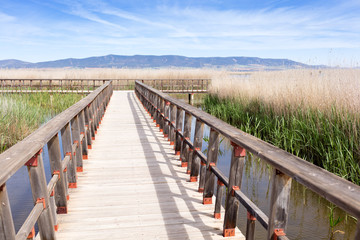 wooden bridge on a swamp