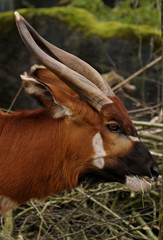 bok