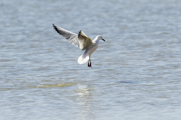 Gaviota picofina suspendida sobre el mar