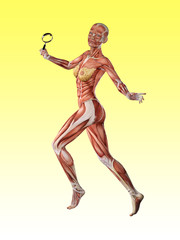 Fototapeta na wymiar Femal muscle anatomy searching with magnifying glass 3D Illustration