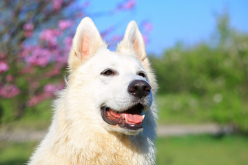 swiss white shepherd