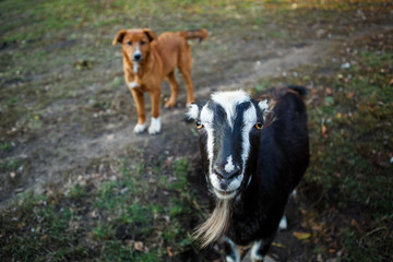 Goat in the yard, in the background is blurred dog