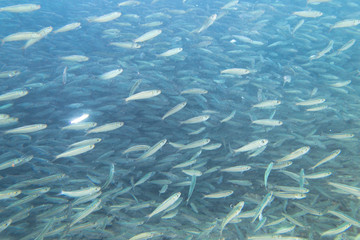 A large flock of fish in the ocean.