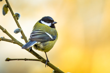 Great tit on pussy willow