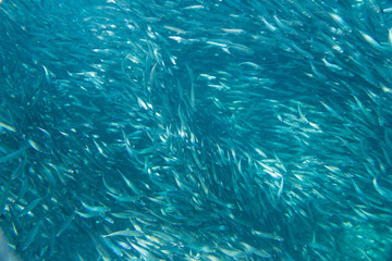 Large flock of fish in ocean.