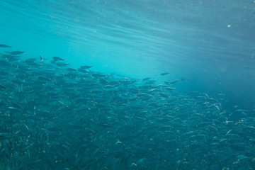 Fototapeta na wymiar Large flock of fish in ocean.