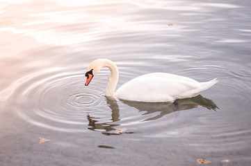 Swan on the lake