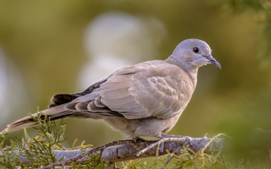 Juvenile Eurasian collared dove on  branch of conifer
