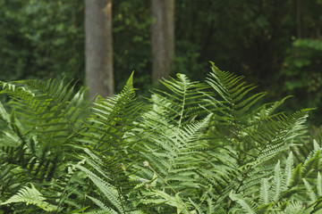 green ferns