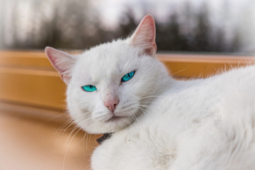 White cat sitting on a window sill. Cute white kitten.