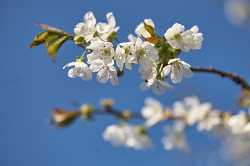 Spring flowering cherry, white flowers close-up, Selective focus and shallow Depth of field.