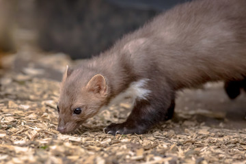 Stone marten sniffing on floor