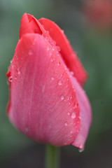 Pink tulip covered with drops after rain, Selective focus and shallow Depth of field.