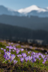 Fototapeta premium Tatra mountains, Poland, crocuses in Podhale region, spring