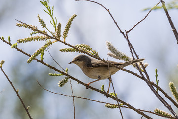 Pajarito curruca en árbol 