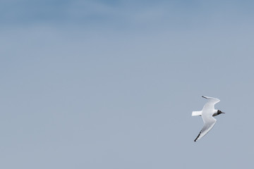 Postal de gaviota reidora sobre cielo azul