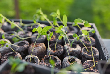 new beginning spring sprouts