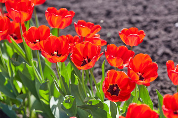 Tulip flowers in close up