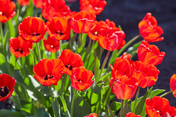 Tulip flowers in close up
