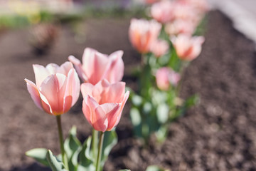 Fototapeta premium Spring tulips on the meadow under sun rays