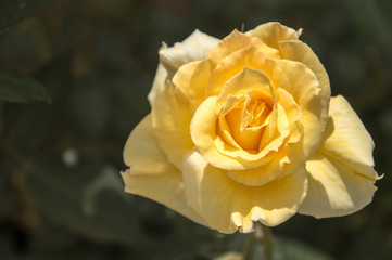 Yellow rose